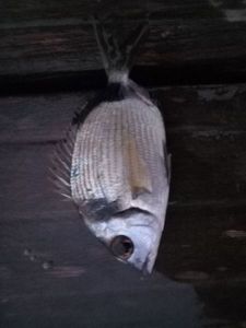 Common Two-banded Seabream