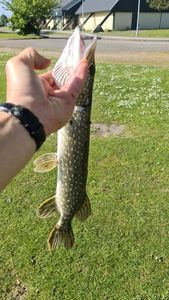 Northern Pike