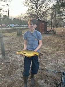 Common Carp