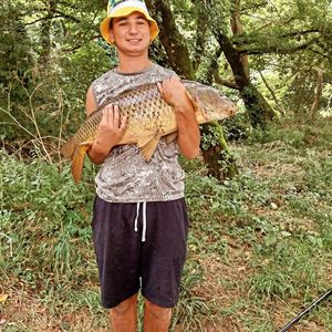 Common Carp