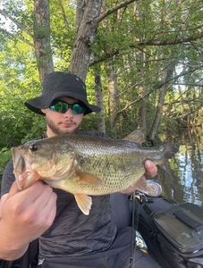 Largemouth Bass