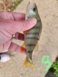 European Perch