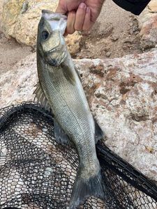 European Bass (Seabass)