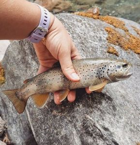 Brown Trout
