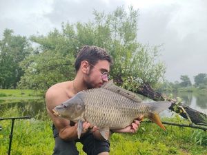 Common Carp