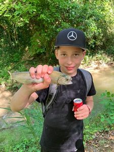 Rainbow Trout