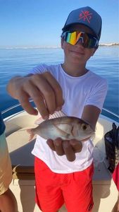 Red Porgy