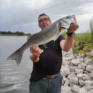 European Bass (Seabass)