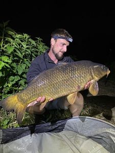 Common Carp