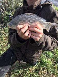 Crucian Carp