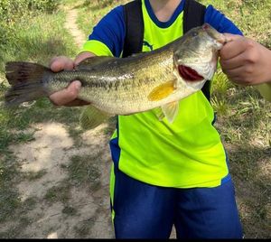 Largemouth Bass