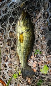 Largemouth Bass