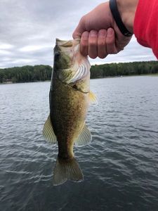Largemouth Bass