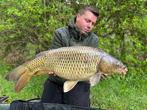 Common Carp