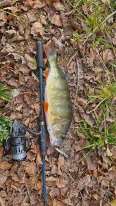 European Perch
