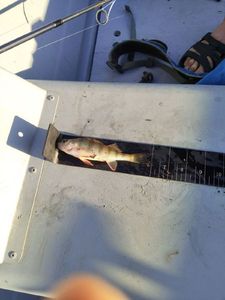 Yellow Perch