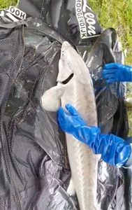 Sturgeon