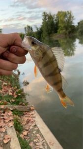 European Perch