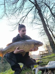Common Carp
