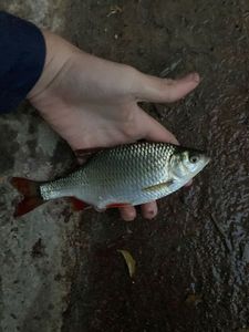 Roach