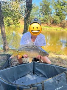 Mirror Carp