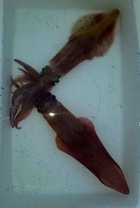 European Squid