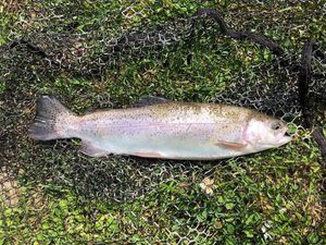 Rainbow Trout