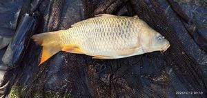 Common Carp