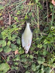Common Bream