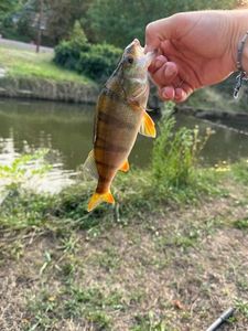 European Perch