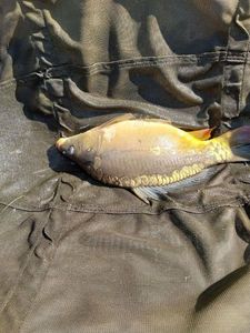 Mirror Carp