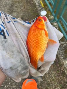 Crucian Carp