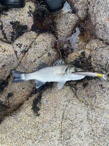 European Bass (Seabass)