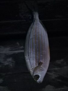 Salema