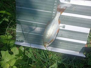 Roach