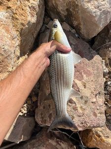 Thinlip grey mullet
