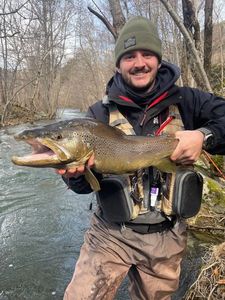 Brown Trout