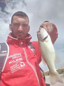 Smallmouth Bass