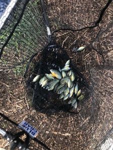 Green Sunfish