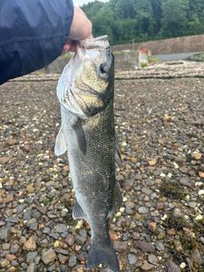 European Bass (Seabass)