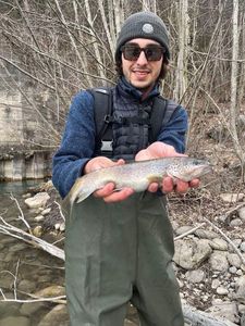 Brown Trout