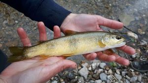 Brown Trout