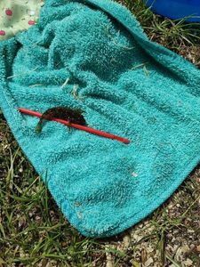 Common Goby