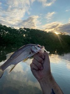 Common Snook