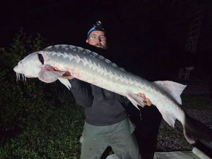 Sturgeon