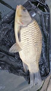 Crucian Carp