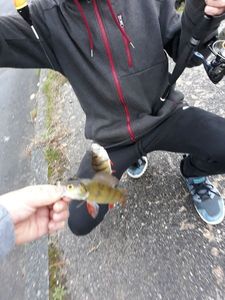 European Perch