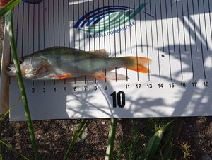 European Perch