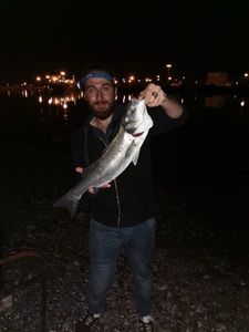 European Bass (Seabass)