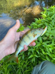 European Perch